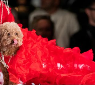 The Dog Days of Fashion Week Have Arrived